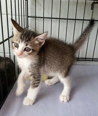 Lola - Tabby + Burmese Cat