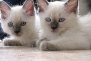 Snowball  - Domestic Short Hair Cat