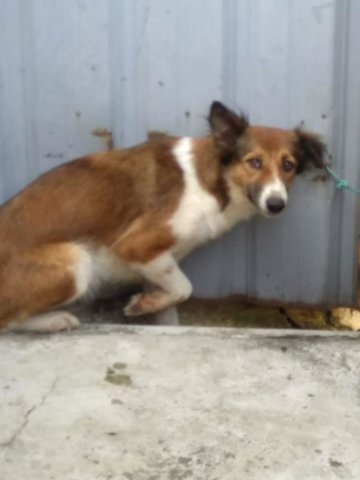 Kammy - Border Collie Mix Dog