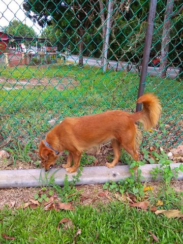 Wei Wei  - Mixed Breed Dog