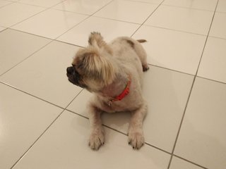 Coco  - Pug + Shih Tzu Dog