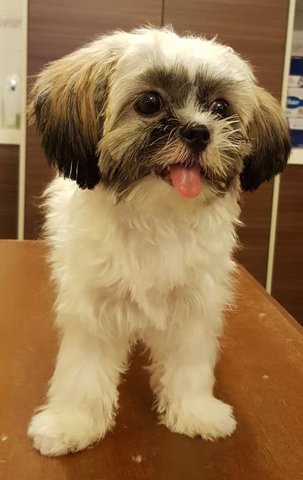 Maple - Shih Tzu Dog