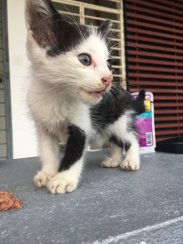 Little Shadow  - Domestic Medium Hair Cat