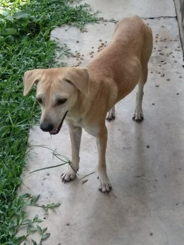 Bailey - Mixed Breed Dog