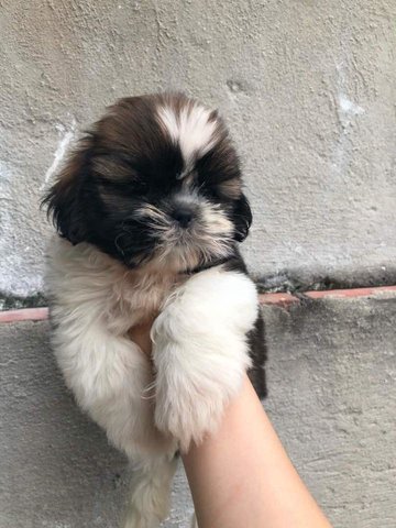 Shih Tzu Puppy (Promotion Price) - Shih Tzu Dog