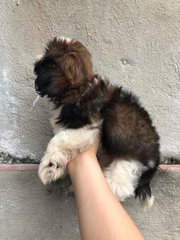 Shih Tzu Puppy (Promotion Price) - Shih Tzu Dog