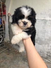 Shih Tzu Puppy (Promotion Price) - Shih Tzu Dog