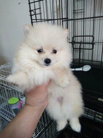 Pomeranian Puppy  - Pomeranian Dog