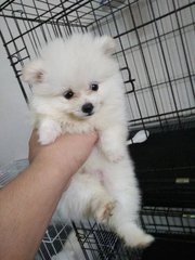 Pomeranian Puppy  - Pomeranian Dog