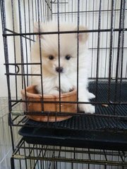 Pomeranian Puppy  - Pomeranian Dog