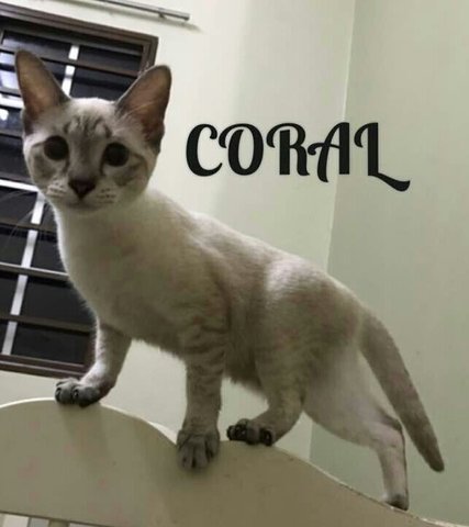 Coral - Domestic Short Hair Cat