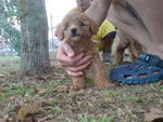 Toy Poodle - Poodle Dog