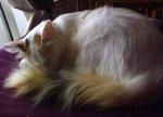 Princess  - Turkish Van Cat