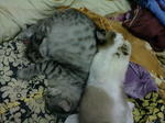 Baby - Tabby + Persian Cat