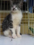 afta adoption from clinic nearby