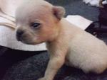 French Bulldog Rare Cream Colour - French Bulldog Dog