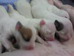 Pure Bull Terrier 7 Weeks Old - Bull Terrier Dog