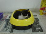 with his new litter-box at that time