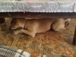 Chewing her favorite bone in her hiding place/