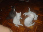 Aben, Comel, Anje N Putih - Domestic Short Hair Cat