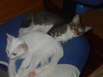 Putih n Aben (ADOPTED)