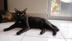 Bayu - Domestic Short Hair Cat