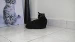 Bayu - Domestic Short Hair Cat