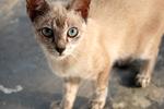 Todo - Tonkinese + Domestic Short Hair Cat