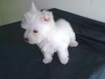 West Highland White Terrier  - West Highland White Terrier Westie Dog