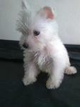 West Highland White Terrier  - West Highland White Terrier Westie Dog