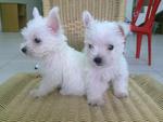 West Highland White Terrier  - West Highland White Terrier Westie Dog