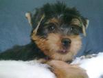 Championline Silky Terrier - Silky Terrier Dog