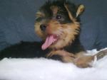 Championline Silky Terrier - Silky Terrier Dog