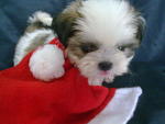 Shihtzu Boy Boy - Shih Tzu Dog