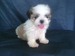 Shihtzu Boy Boy - Shih Tzu Dog