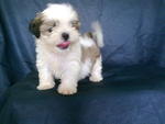 Shihtzu Boy Boy - Shih Tzu Dog