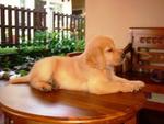 Champion Imported Line Golden - Golden Retriever Dog