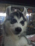 Wolfly Siberian Husky Puppies  - Siberian Husky Dog