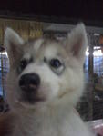 Wolfly Siberian Husky Puppies  - Siberian Husky Dog