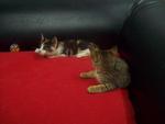 Shorty &amp; Sweety - Domestic Short Hair Cat