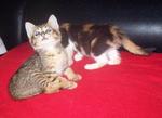 Shorty &amp; Sweety - Domestic Short Hair Cat