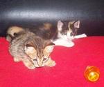 Shorty &amp; Sweety - Domestic Short Hair Cat