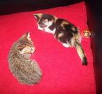 Shorty &amp; Sweety - Domestic Short Hair Cat