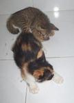 Shorty &amp; Sweety - Domestic Short Hair Cat