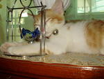 Bee Junior @ Bj - Domestic Short Hair Cat