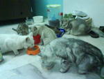 Beramai2.. :) - Domestic Long Hair + Domestic Short Hair Cat