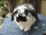 Faa - Holland Lop Rabbit