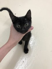 Full Black Kitten - Domestic Short Hair Cat