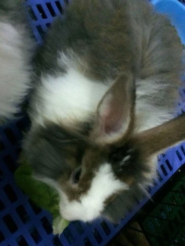 Oreo And Family - Angora Rabbit Rabbit