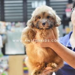 Adorable Male M4altese Mix Poodle Pup - Maltese + Poodle Dog